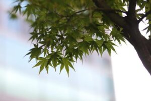 Zheng Qinwen’s Exciting Return: Get Ready for Her Comeback in Doha!