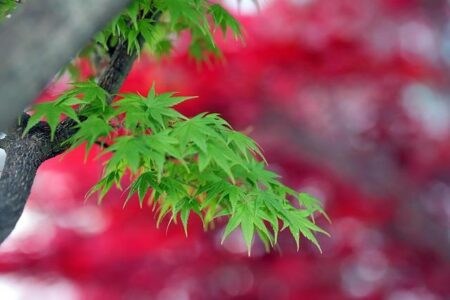 Zheng is hilarious! Pegula couldn’t stop laughing at her question