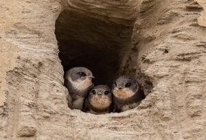 The Incredible Journey and Harrowing Near-Death Experience of Prizefighter Christy Salters-Martin