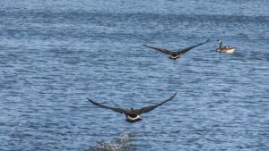 Winnipeg Man Dies After Medical Emergency Strikes During Charity Boxing Match
