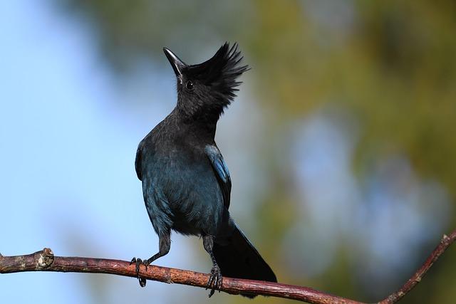Jai Opetaia and Brandon Glanton Gear Up for Epic Showdown in Inaugural Zuffa Boxing Championship Jai Opetaia and Brandon Glanton Gear Up for Epic Showdown in Inaugural Zuffa Boxing Championship