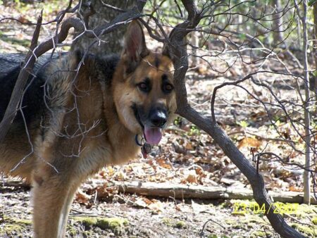 From Sleeping in Cricket Gear to Ashes Contender: The Remarkable Rise of Ollie Peake