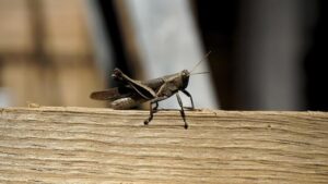 Women’s Premier League Set to Revolutionize Cricket