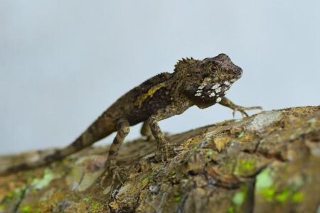 I Feel Like I Have So Much to Offer” – Sven Botman Eagerly Looks Ahead to Thrilling Champions League Showdown with PSV