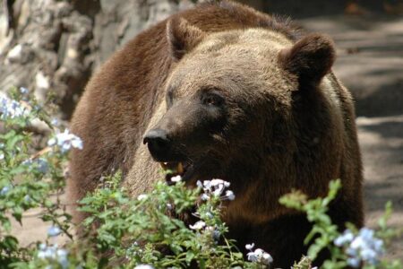 Bruno Returns to Ignite Brentford in Showdown Against Newcastle United