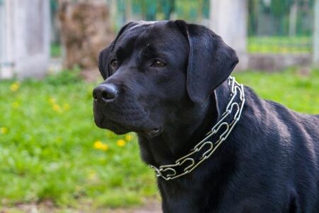 Sam Merrill Ignites the Court with a Stunning 32-Point Performance Against the Washington Wizards