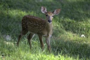 West Virginia Secures 2027 Verbal Commitment from YMCA National Finalist Whitney Kane