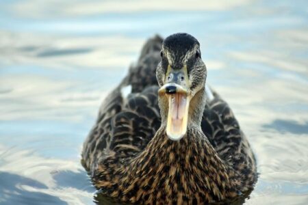 Thrilling Open Water World Cup Launches This Weekend in Somabay with Florian Wellbrock and Moesha Johnson Set to Compete Thrilling Open Water World Cup Launches This Weekend in Somabay with Florian Wellbrock and Moesha Johnson Set to Compete