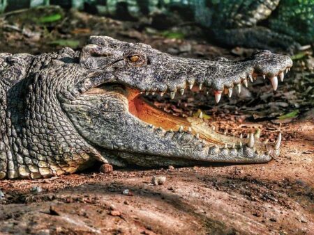 Gators Battle to Split Sunday Doubleheader Against Oklahoma and North Carolina A&T Gators Battle to Split Sunday Doubleheader Against Oklahoma and North Carolina A&T