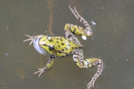 Andres Cortes and Eridson Garcia Light Up the Ring in Thrilling Zuffa Boxing Easter Sunday Tripleheader
