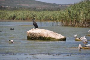 Don’t Miss Tonight’s Kubrat Pulev vs. Murat Gassiev Showdown: Start Time, Ringwalks, Undercard, Predictions & Odds