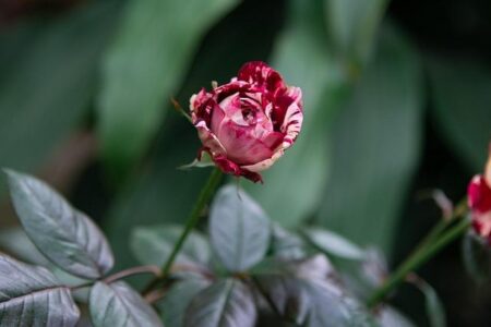 Julio Arce Opens Up About His ‘Frustrating’ UFC Departure Ahead of PFL Pittsburgh Debut Julio Arce Opens Up About His ‘Frustrating’ UFC Departure Ahead of PFL Pittsburgh Debut