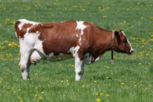 Ryan Garcia vs Oscar Duarte: Epic Showdown Ends in Stunning Knockout – Must-See HD Highlights