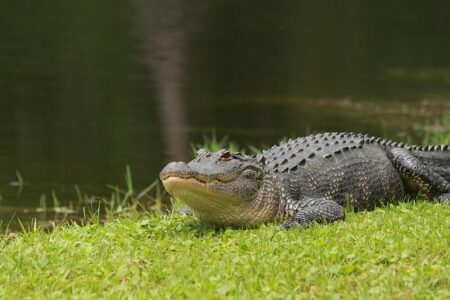 Enormous Alligator Spotted on Sienna Golf Course Among Several Giant Gators Roaming the Town