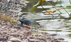 Suzie Bates to end 20-year illustrious career after 2026 Womens T20 World Cup – Geo Super