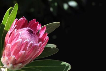 Proteas Women Clinch Thrilling Win to Seal T20I Series