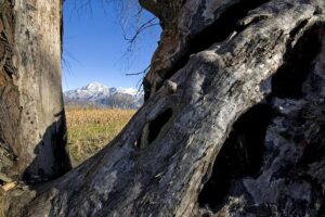 Golf club’s dismay after vandal cuts down century-old tree – Bring Me The News