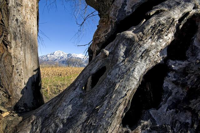Golf club’s dismay after vandal cuts down century-old tree – Bring Me The News Golf club’s dismay after vandal cuts down century-old tree – Bring Me The News