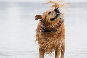 Making Waves for a Cause: Join the 19th Annual Dog Swim to Support Happy Tails Dog Park!