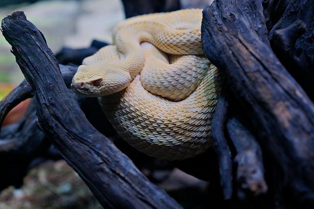 Man Feels a Tickle While Swimming at California Beach. Then He Looks Down and Sees a Rattlesnake – People.com Man Feels a Tickle While Swimming at California Beach. Then He Looks Down and Sees a Rattlesnake – People.com