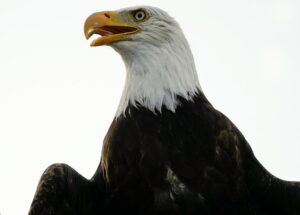 Samantha Busch’s Touching Speech Captivates Audience at the Kyle Busch Invitational