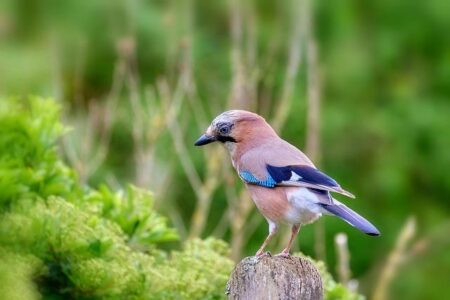 How to Watch Tonight’s Blue Jays vs. White Sox MLB Game Live for Free How to Watch Tonight’s Blue Jays vs. White Sox MLB Game Live for Free