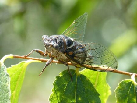PFL Unveils Thrilling Tampa Fight Card Highlighting Cris Cyborg’s Epic MMA Farewell PFL Unveils Thrilling Tampa Fight Card Highlighting Cris Cyborg’s Epic MMA Farewell