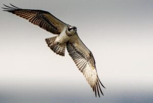 Ospreys dominated by Sharks but earn Durban bonus
