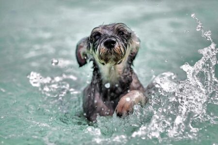 Plans approved for dog swimming pool in Barton-Upon-Humber – BBC Plans approved for dog swimming pool in Barton-Upon-Humber – BBC