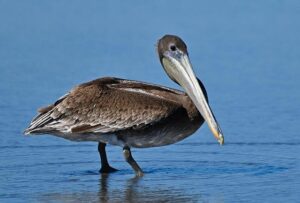 Pelicans Set Sights on Momentum Boost as Jeremiah Fears Takes the Lead